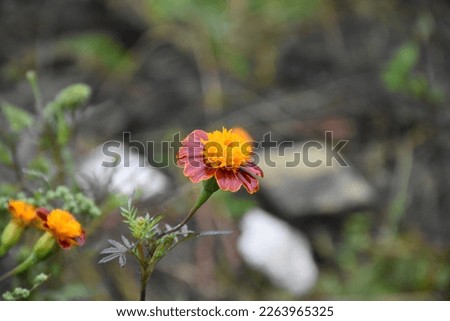 The orange marigold flower in the garden