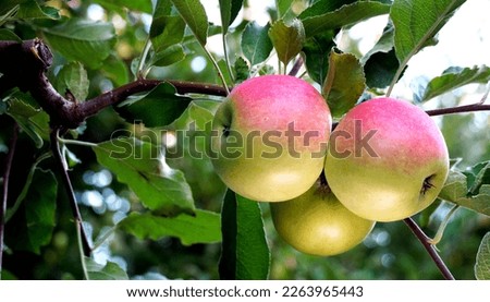 picture of a Ripe Apples in Orchard ready for harvesting,Morning shot.