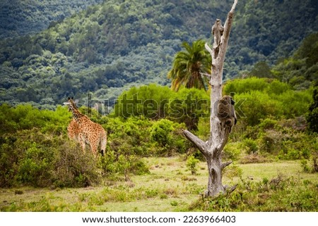 giraffe and baboon monkey wildlife, africa, tansania, pattern animals