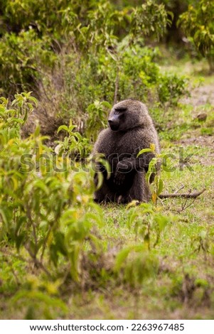 baboon monkey wildlife, africa, tansania, 