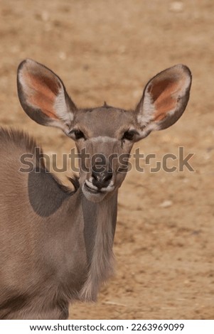A portrait of a greather kudu