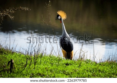 crane on a lake wildlife, africa, tansania, 