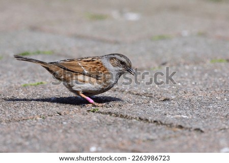 A close-up portrait of a common introduced bird - Dunnock - Prunella modularis - with special pink and purple colour bands foraging on the ground at the Botanic Garden in Dunedin, New Zealand