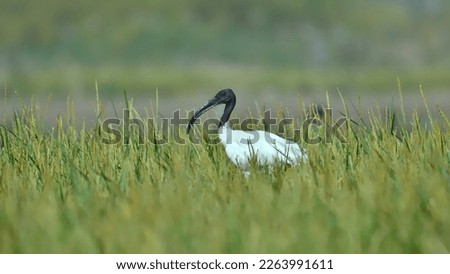 Black Headed Ibis searching for a food
