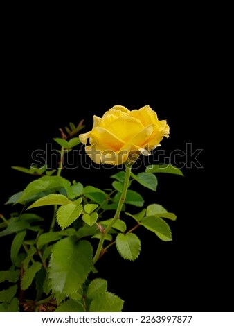 Beautiful yellow roses isolated on dark and black background