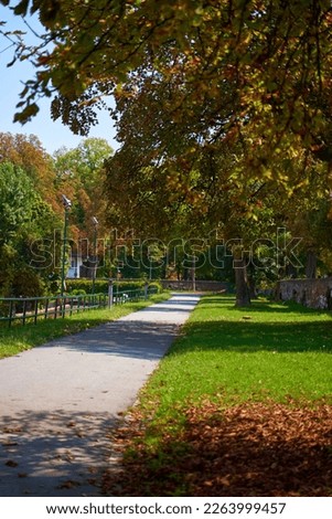 Photo of a walking path in a city recreation park in summer.