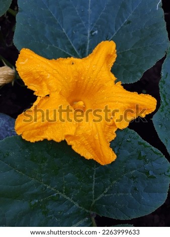Squash flower after morning rain close-up against the background of leaves.