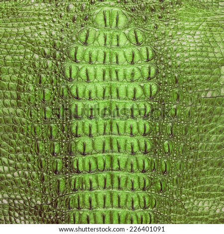 Freshwater crocodile green bone skin texture