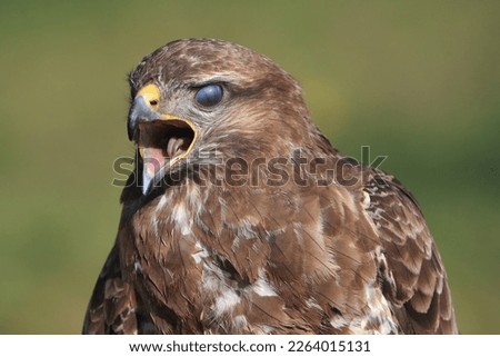 A portrait of a Common Buzzard calling out loud with its translucent eyelid protecting its eye
 Royalty-Free Stock Photo #2264015131