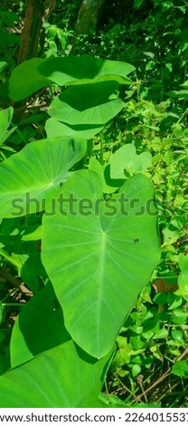 Leaves function as a means of respiration or breathing. The respiratory organs of plants located on the leaves are stomata. Leaves are a means of vegetative reproduction