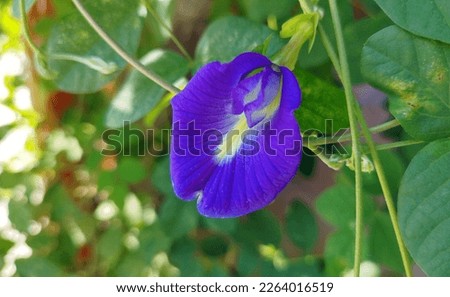 Close image of Butterfly Pea or Asian Pigeonwings selective focus