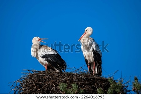 storks  are sitting in their nest with blue sky as background