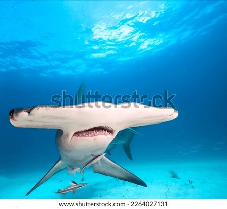 Big Great hammerhead shark in blue sea water. Bahamas, Caribbean sea.

