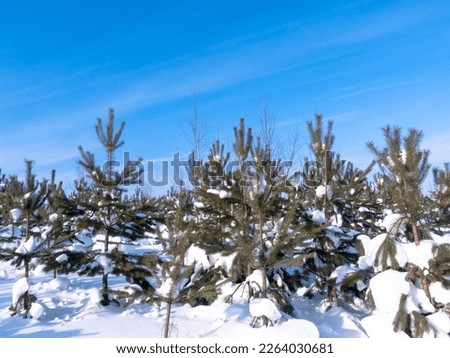 Winter pine forest with falling snow. Cinemagraph, video loop