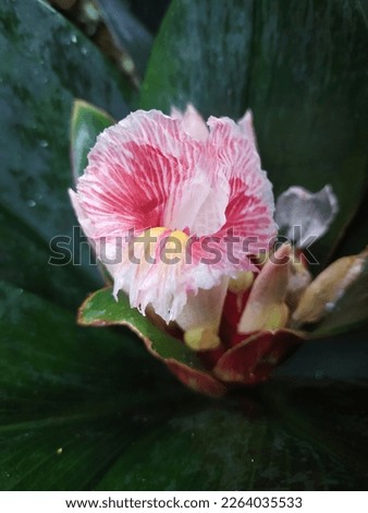 a photo of a white flower with a beautiful pink border