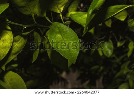 Lemon leaves macro. Flora concept in high resolution. Tree plant and care for the environment