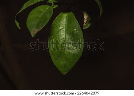 Green lime leaves macro. Flora concept in high resolution. Tree plant and care for the environment