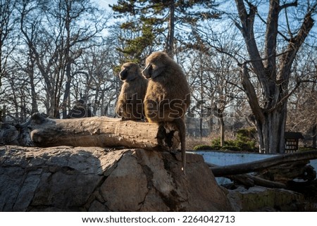 Yellow baboons (Papio cynocephalus). A couple sitting on the rock in the park. 