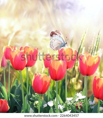 Butterfly and red tulips on abstract sunny blurred spring background. Summer scene with tulips flowers and green grass. Vertical spring banner. Mock up template. Copy space for text