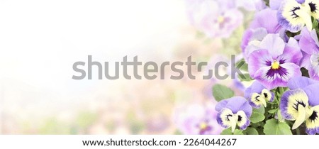 Pansy flowers on sunny beautiful nature spring background. Summer scene with Viola flowers of lilac and violet colors. Horizontal spring banner with Pansies flowers. Copy space for text