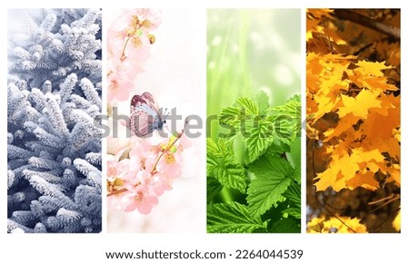 Four seasons of year. Set of vertical nature banners with winter, spring, summer and autumn scenes. Nature collage with seasonal scenics. Copy space for text Royalty-Free Stock Photo #2264044539