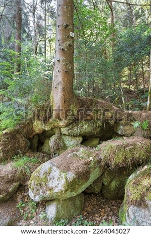 beautiful Schwarzwald forest in southwestern Germany