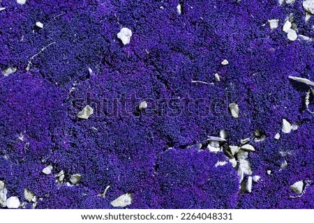 moss. bright, violet moss, in the forest. natural autumn background. stones lie on moss, in the sun, on a summer or spring day. old autumn moss background. unusual color. Close-up. macro photo