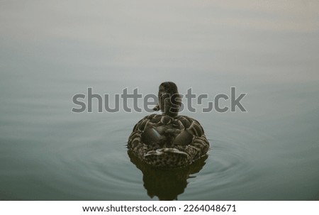 wild female duck swimming in a pond, summer day, close-up, rear view