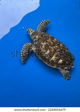 Turtles animal ocean green sea