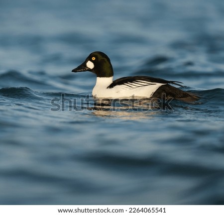 Common goldeneye swimming in the sea bay, it is a striking medium-sized duck. Widespread across much of North America, Europe, and Asia, where it is found in a variety of wetland habitats.