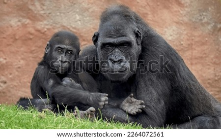 Happy gorilla and cub spend time together in pleasure and joy. Stock photo.