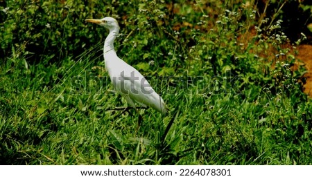 Cattle egrets birds tend to associate with livestock as the animals' hooves disturb invertebrate prey.  Royalty-Free Stock Photo #2264078301