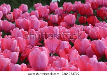 Patch of rose pink and red tulips in bloom spring sun vibrant colours calming cute photo mass of tulips garden spring springtime floral display