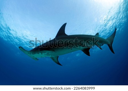 Great Hammerhead Shark (Sphyrna mokarran) against Blue Water and Surface. Tiger Beach, Bahamas Royalty-Free Stock Photo #2264083999