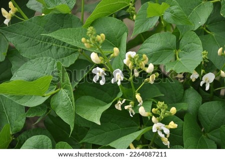 Common bean (Phaseolus vulgaris) blooms in open ground in the garden Royalty-Free Stock Photo #2264087211