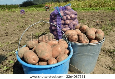 Potatoes are harvested in various containers (packing, tare, boxing, receptacle) on the farm field