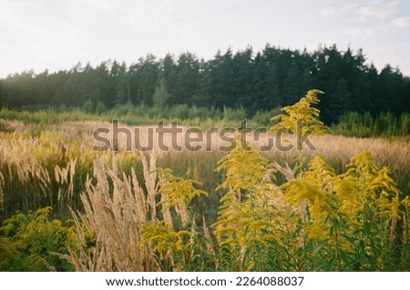 golden hour of yellow and green sedges near the forest. captured by vintage film camera