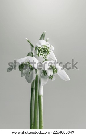 Snowdrops. Flowers. Spring flowers. Floral background. Garden snowdrops. Forest snowdrops. Artistic photos of flowers.Flower arrangements.Wall decorations.Pictures with flowers.Blooming snowdrops. Royalty-Free Stock Photo #2264088349