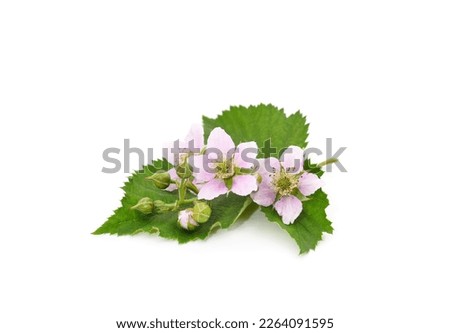 Beautiful blackberry flower isolated on white background.