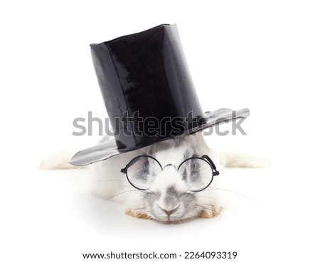 Rabbit in a hat and glasses isolated on a white background.