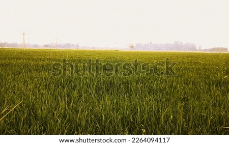 Farm picture in rural area 