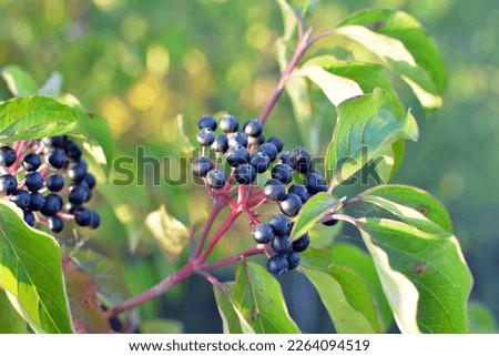 Black berries of cornus sanguinea ripen on a branch of a bush. Royalty-Free Stock Photo #2264094519