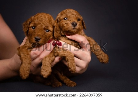 Two small red toy poodle puppies in female hands. Cute picture of puppies on a dark uniform background. High quality photo