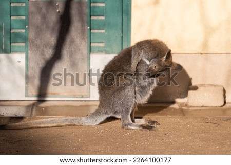 The red-necked wallaby or Bennett's wallaby (Macropus rufogriseus), common in the Australia