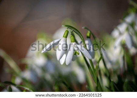 A pretty snowdrop flower in the sunshine, with a shallow depth of field