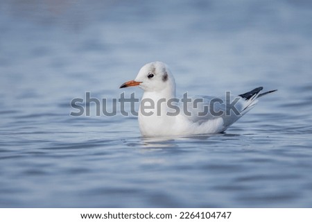 Black Headed Gull on a lake on an early Spring day, Staffordshire, UK
