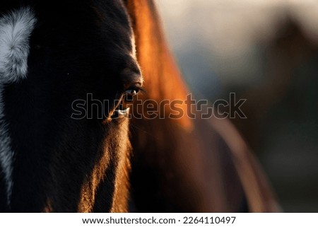 Horse eye detail close-up banner with beautiful bokeh in the background 