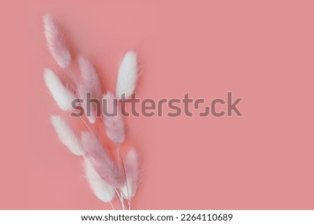 Spring flower. Nice lagurus on pink background. Royalty-Free Stock Photo #2264110689