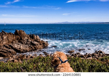 Dog looking down at the beach with waves.