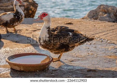 Beautiful Gooses in corfu island greece